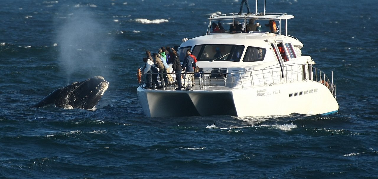 Whale Watching in Hermanus: Experiencing South Africa’s Marine Life