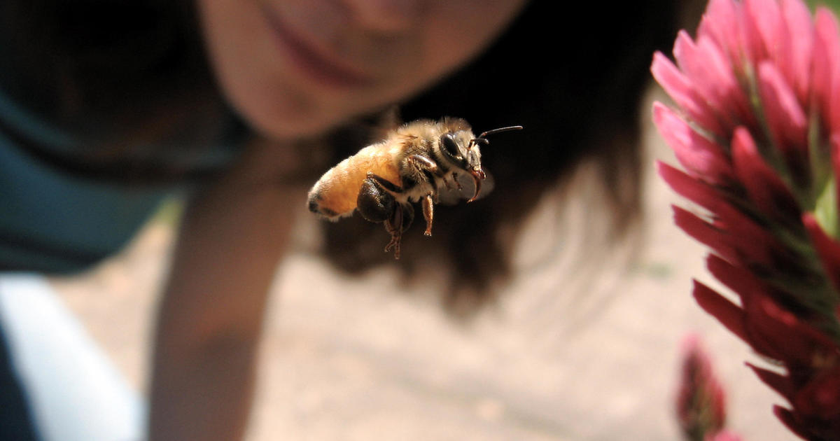 Non-toxic Techniques for Bee Removal in Philadelphia